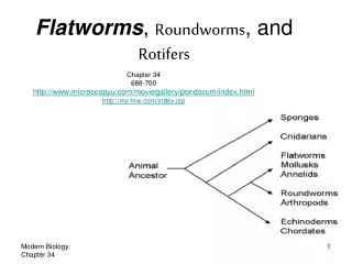 Flatworms , Roundworms , and Rotifers