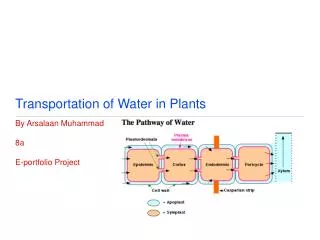 Transportation of Water in Plants