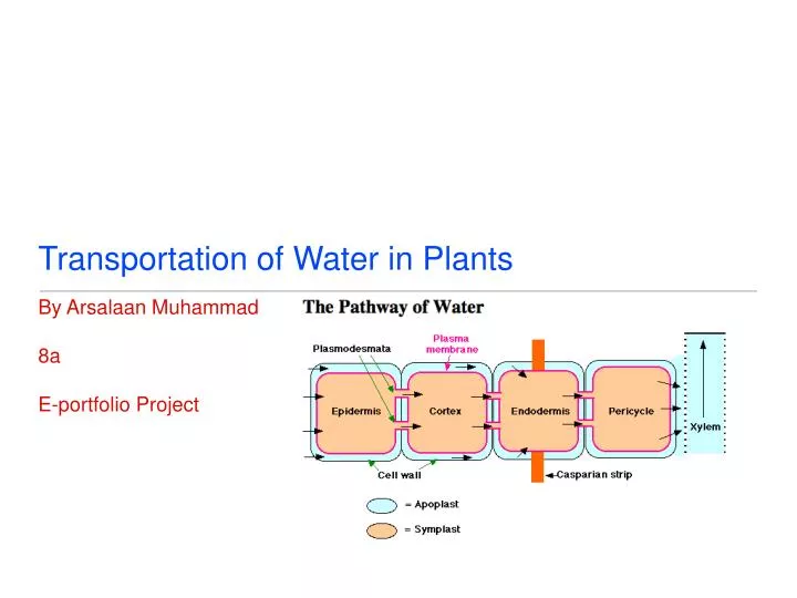 transportation of water in plants