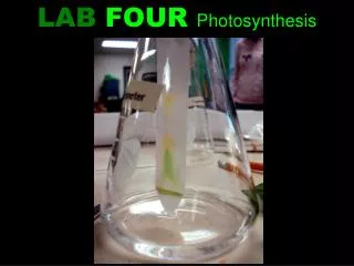 LAB FOUR Photosynthesis