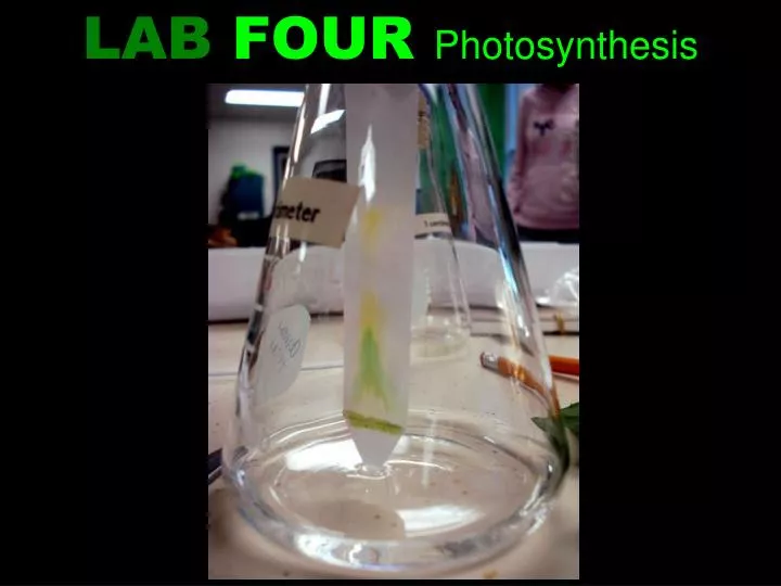 lab four photosynthesis
