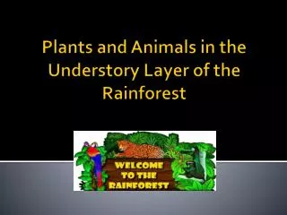 Plants and Animals in the Understory Layer of the Rainforest