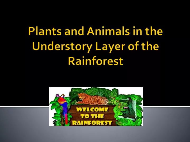 plants and animals in the understory layer of the rainforest