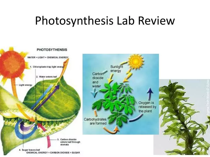 photosynthesis lab review