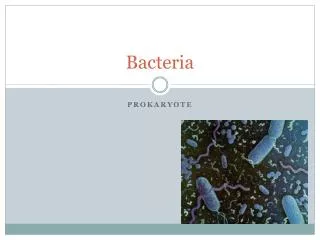 Bacteria