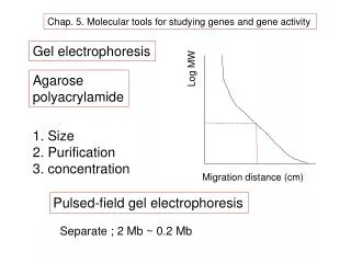 Chap. 5. Molecular tools for studying genes and gene activity