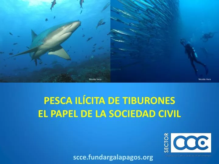 pesca il cita de tiburones el papel de la sociedad civil