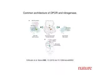 N Muraki et al. Nature 000 , 1-5 (2010) doi:10.1038/nature08950