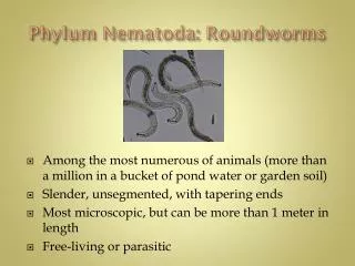 Phylum Nematoda : Roundworms