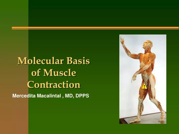 molecular basis of muscle contraction