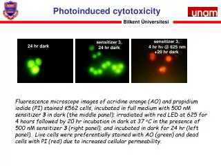 Photoinduced cytotoxicity