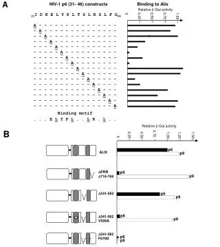 HIV-1 p6 (31- 46) constructs Binding to Alix