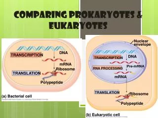Comparing Prokaryotes &amp; Eukaryotes