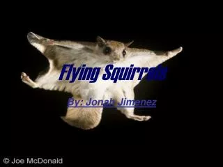 Flying Squirrels