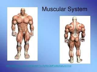 Muscular System