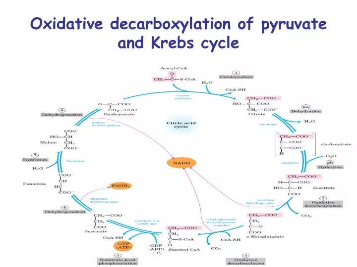 oxidative decarboxylation of pyruvate and krebs cycle