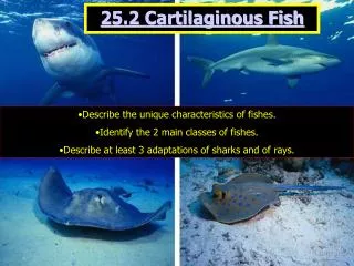 25.2 Cartilaginous Fish