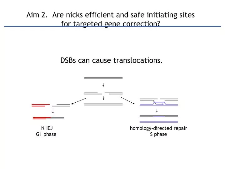 aim 2 are nicks efficient and safe initiating sites for targeted gene correction