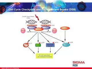 Cell Cycle Checkpoint and Double Strand Breaks (DSB)