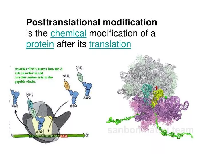posttranslational modification is the chemical modification of a protein after its translation