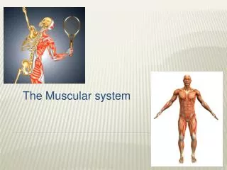 The Muscular system