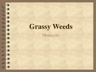 Grassy Weeds