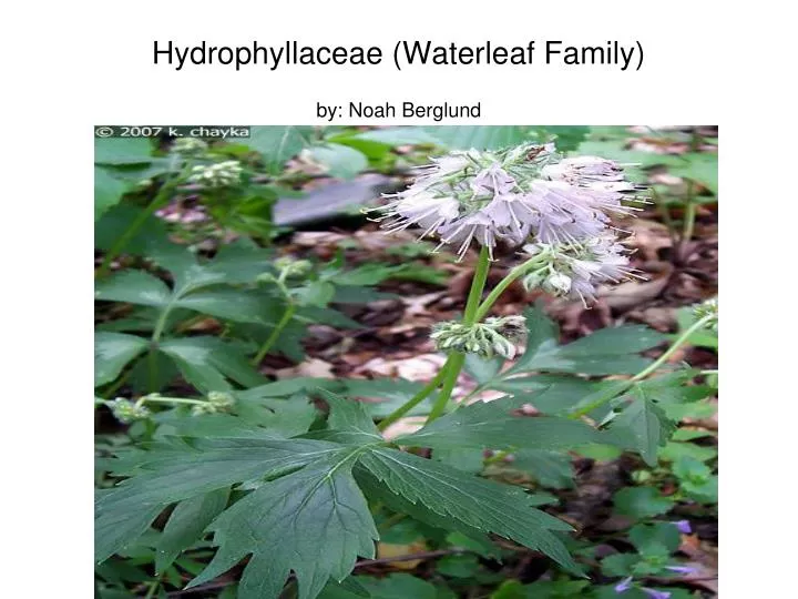 hydrophyllaceae waterleaf family by noah berglund