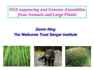 NGS sequencing and Genome Assemblies from Animals and Large Plants