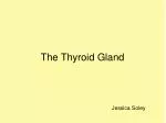 The Thyroid Gland - slide 1