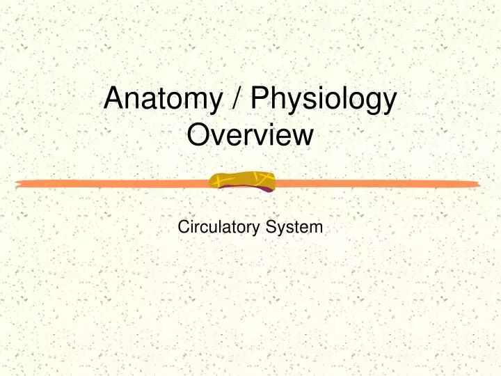 anatomy physiology overview
