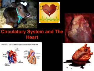 Circulatory System and The Heart