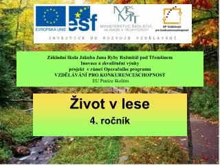 ivot v lese 4 ro n k
