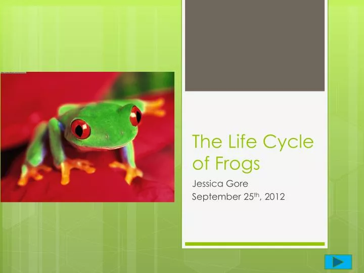 the life cycle of frogs