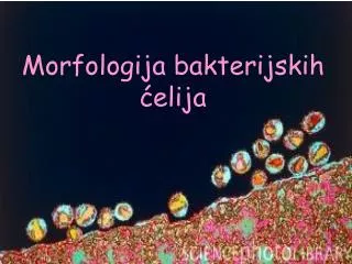 Morfologija bakterijskih ć elija