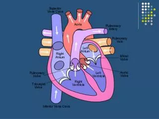 HEART PHYSIOLOGY
