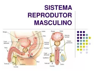 sistema reprodutor masculino