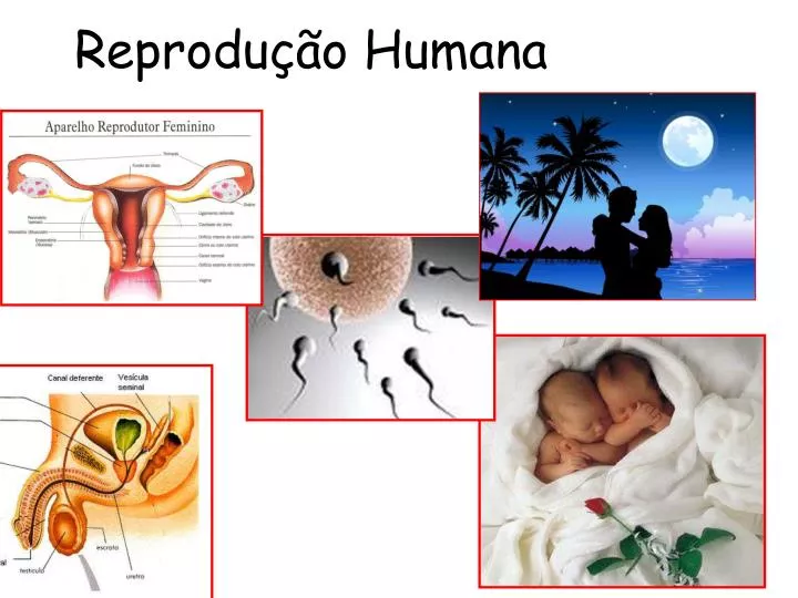 reprodu o humana