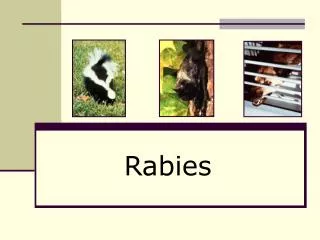 Rabies