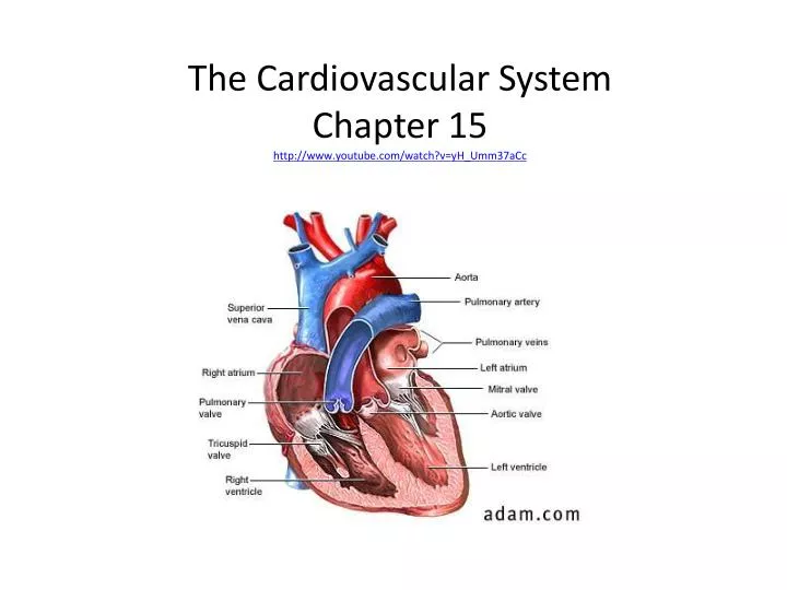 the cardiovascular system chapter 15 http www youtube com watch v yh umm37acc