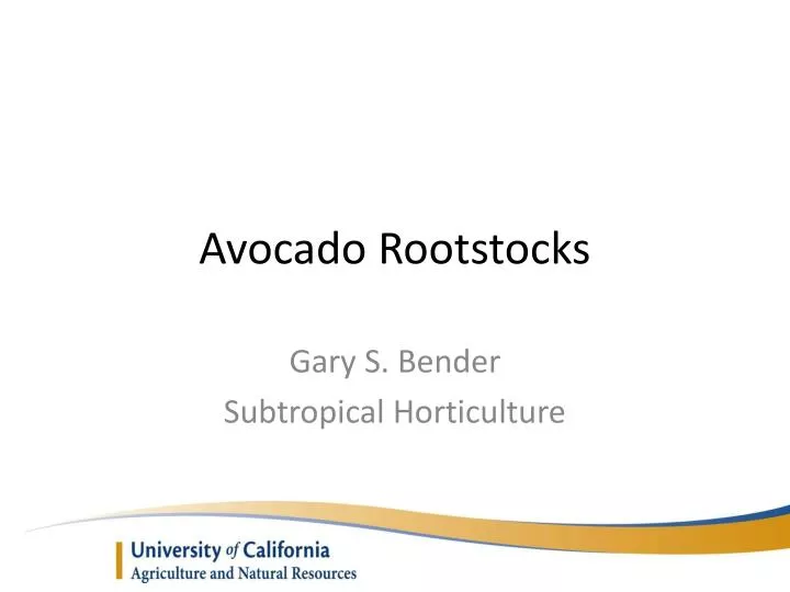 avocado rootstocks