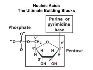 Nucleic Acids The Ultimate Building Blocks