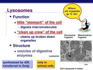 Lysosomes