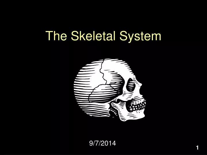 the skeletal system