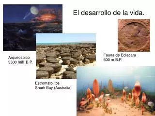 el desarrollo de la vida