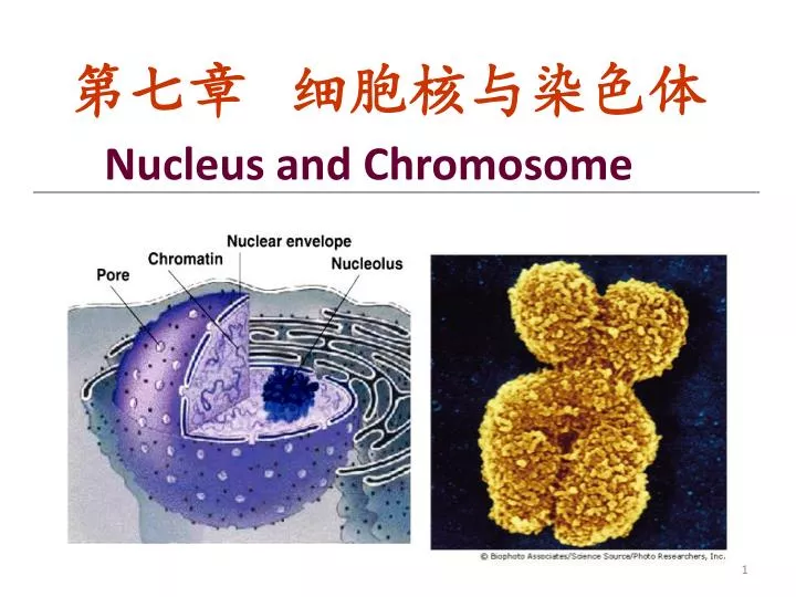 nucleus and chromosome