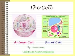 The Cell