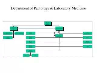 Department of Pathology &amp; Laboratory Medicine