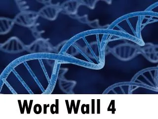 Word Wall 4