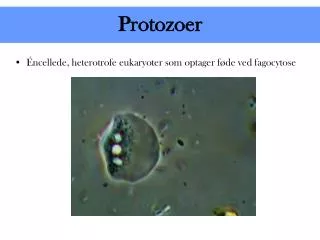 protozoer