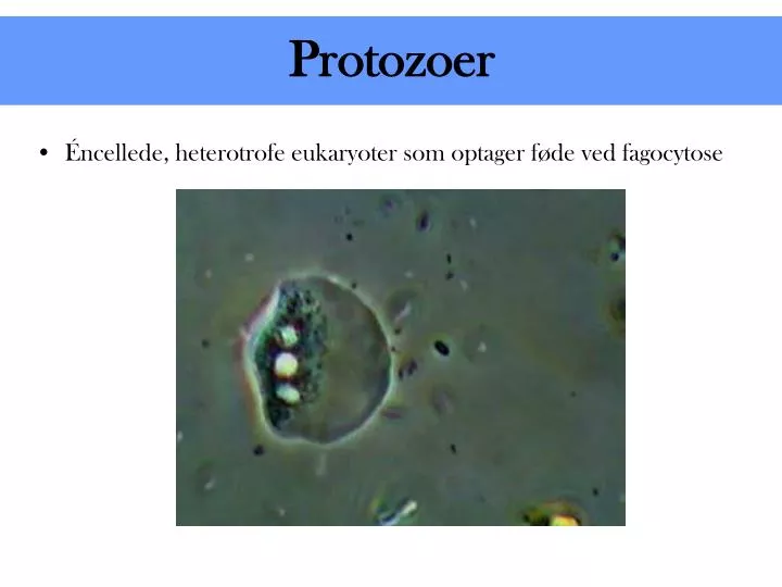 protozoer
